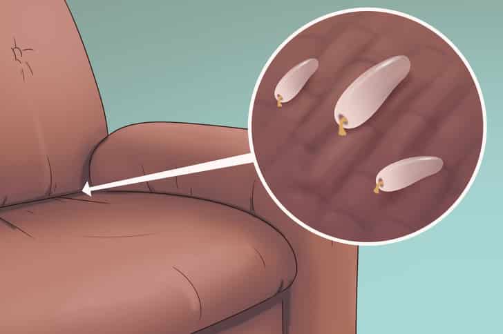     bed bugs bite,
bed bugs bites how to recognize,
bed bugs italy,
bed bugs in italian,
bedbugs , 
bed bugs eggs
bed bugs bites , 
bed bugs new york,
cimex hemipterus,
cimicid,
bed bugs come riconoscere,
bed bugs eggs,
flea bites,
bedbugs,  
bed bugs ,
bed bugs in italian,